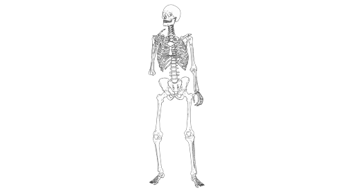 Cartoon Skeleton Dance Front 