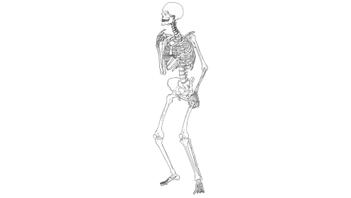 Cartoon Skeleton Dance Quarter 
