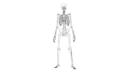 Cartoon Skeleton Idle 