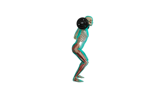 Excercise Barbell Squat Side 