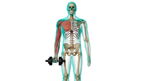 Excercise Dumbell Curls Front 