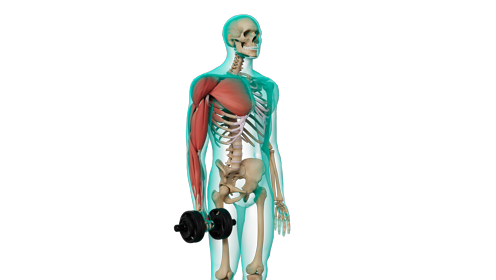Excercise Dumbell Curls Quarter 