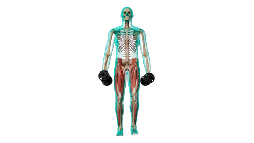 Excercise Dumbell Lunge Front 