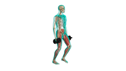 Excercise Dumbell Lunge Quarter 