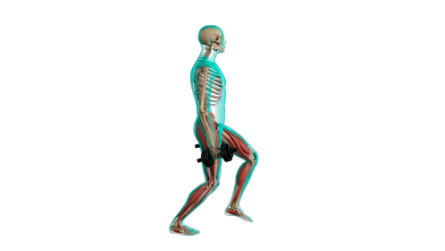 Excercise Dumbell Lunge Side 
