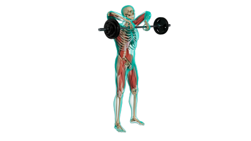 Excercise Sumo Pull Quarter 