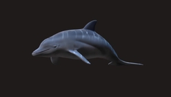 Dolphin