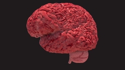 Human Brain