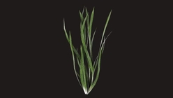 Seaweed 1